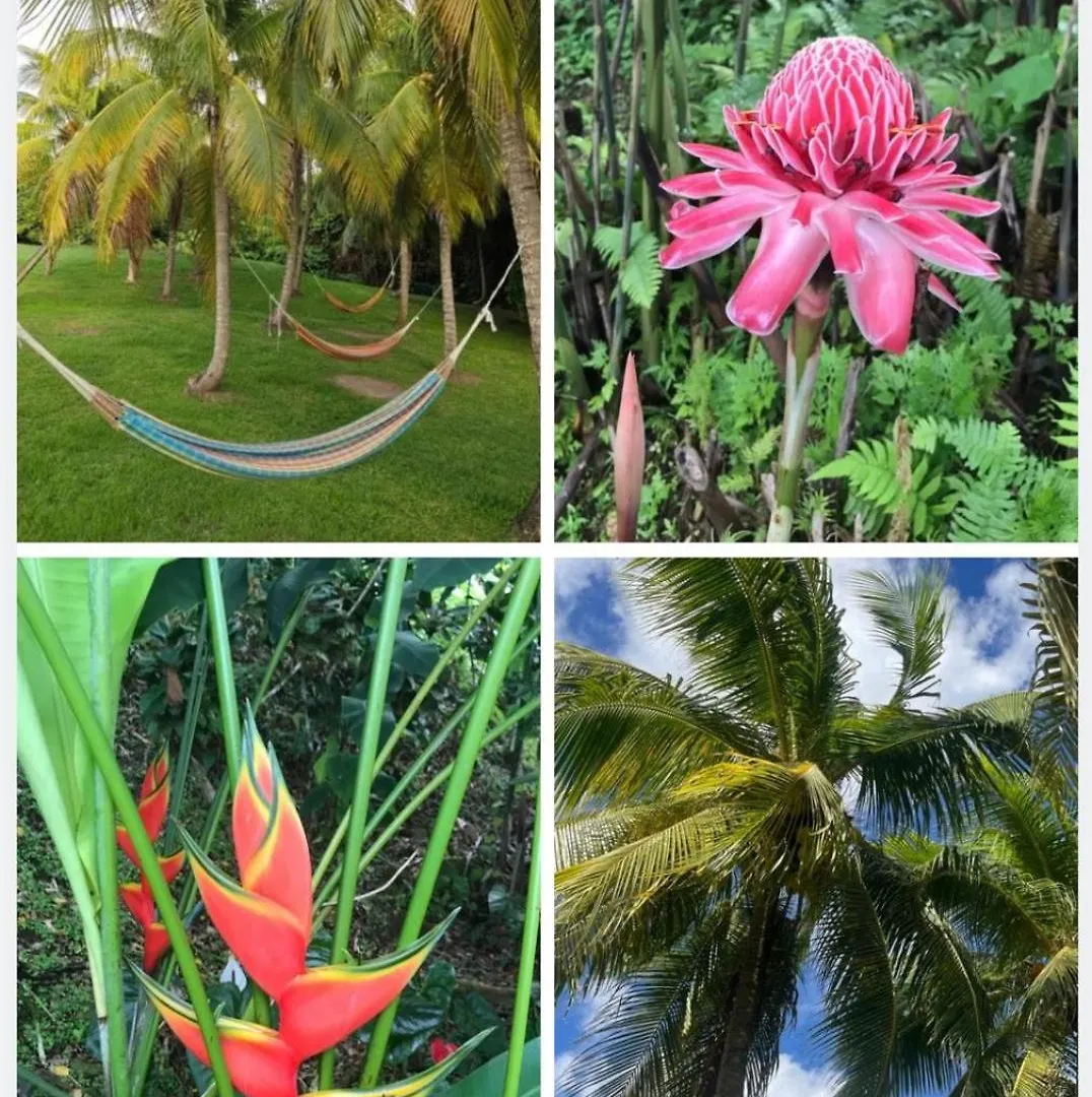 Couleur Caraibes-Ti Creole Appartement Pierre Et Vacances Acces Plage Et Piscine Sainte-Luce